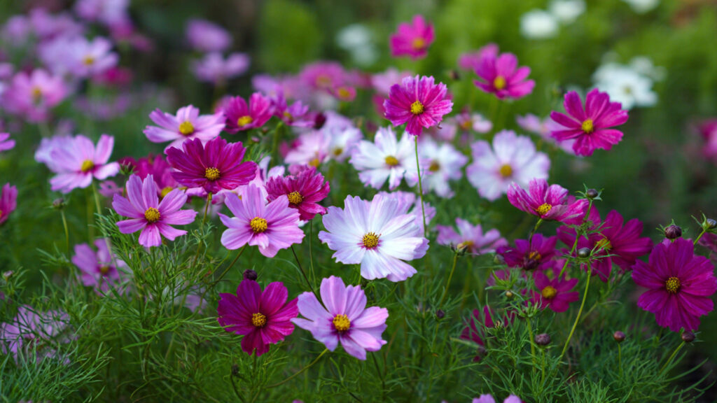 How to Successfully Grow Cosmos Pink and White Mix for a Vibrant Garden Display