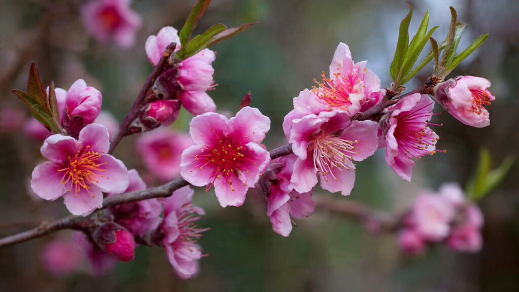 How to Successfully Grow Hardy Peach Trees in Your Backyard Without Using a Greenhouse