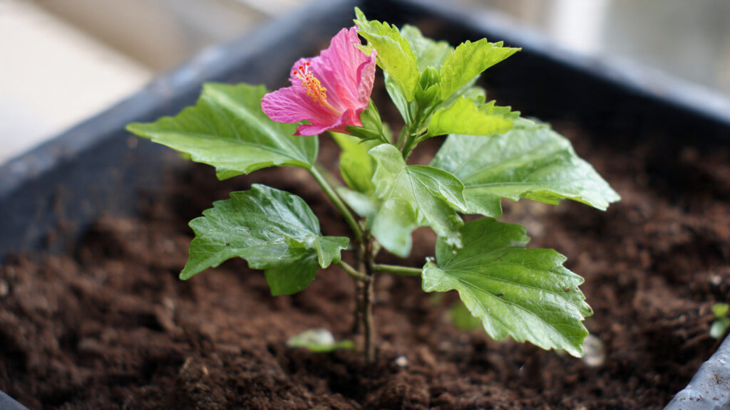 How to Successfully Grow New Plants: The Ultimate Organic Hibiscus Cutting Propagation Guide