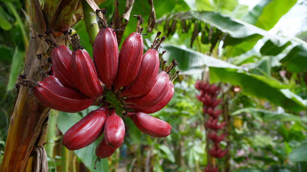How to Successfully Grow Red Bananas in Your Tropical Garden for Stunning Visual Appeal