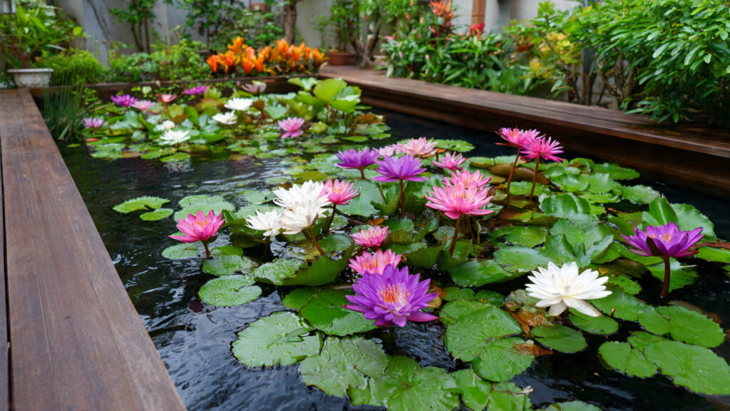 How to Successfully Grow Water Lilies in Containers for Stunning Outdoor Spaces