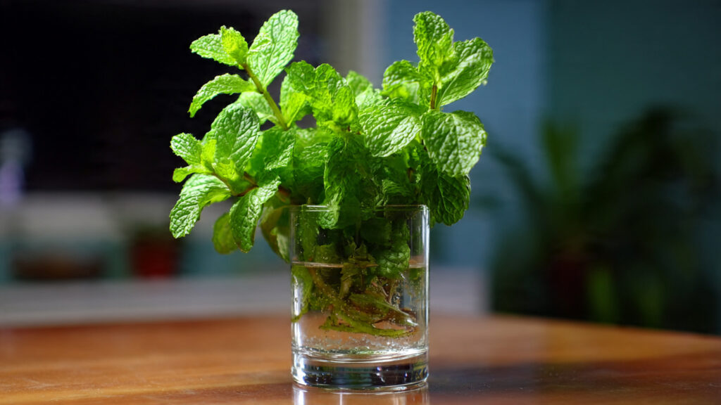 How to Successfully Root Fast Mint Cuttings in a Water Glass