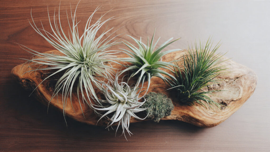 How to Transform Your Space: The Best Way to Decorate with Air Plants