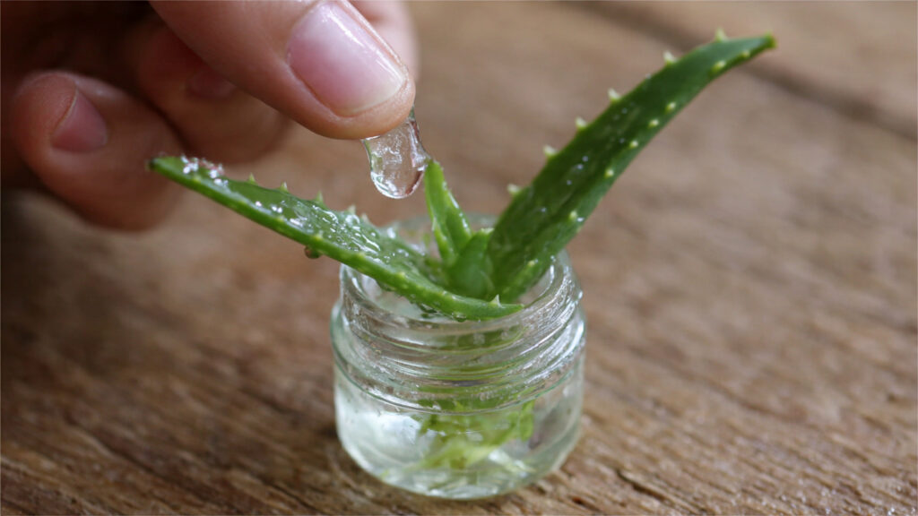 How to Use Natural Aloe Vera Gel for Rose Rooting Effectively