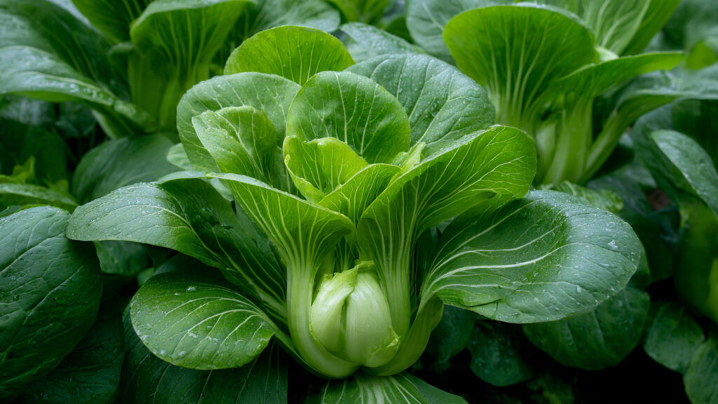 How to Use This Easy Hack to Grow Bok Choy Fast and Boost Your Garden Yield