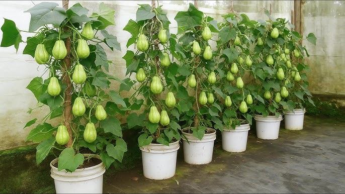How to Grow Chayote in a Paint Bucket Easily | Simple Container Gardening Method