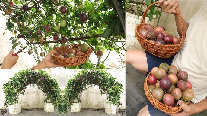 How to Grow Passion Fruit at Home Without a Garden – An Easy Beginner-Friendly Method
