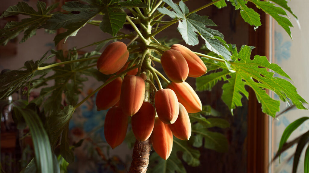 I Grew a Papaya Tree Inside My House – And You Can Too! A Complete Indoor Papaya Growing Guide