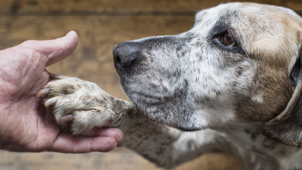 If Your Dog Gives You Its Paw, It’s Not to Play or Say Hello: Animal Experts Explain the Reasons