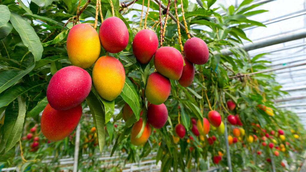 Is It Possible to Successfully Grow Exotic Mangoes in a Greenhouse?