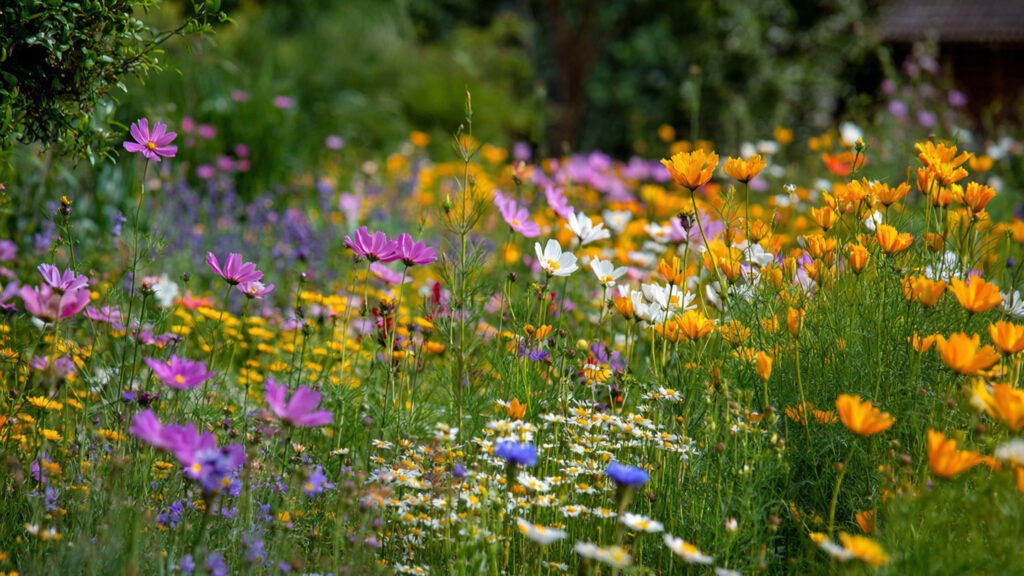 Is Planting Wildflowers a Better Choice than Grass for Your Garden?