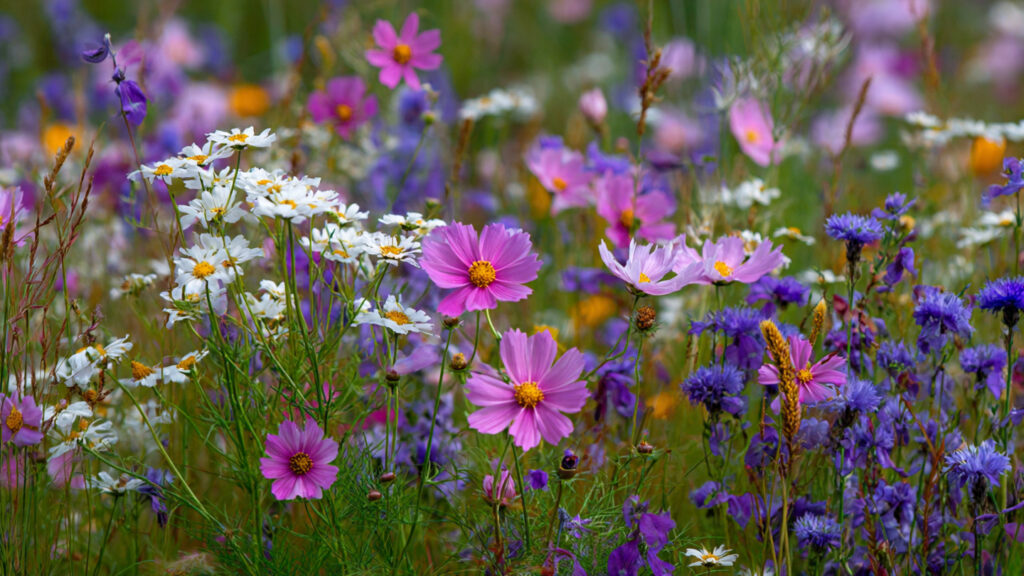 Is Planting Wildflowers a Better Choice than Grass for Your Garden?