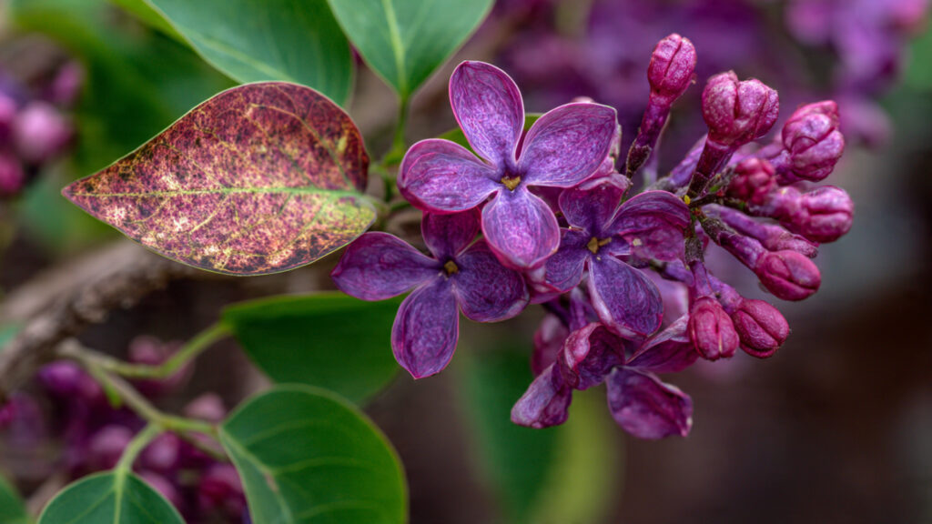 Is Your Lilac Plant Trying to Tell You Something with Brown Edges on Its Leaves?