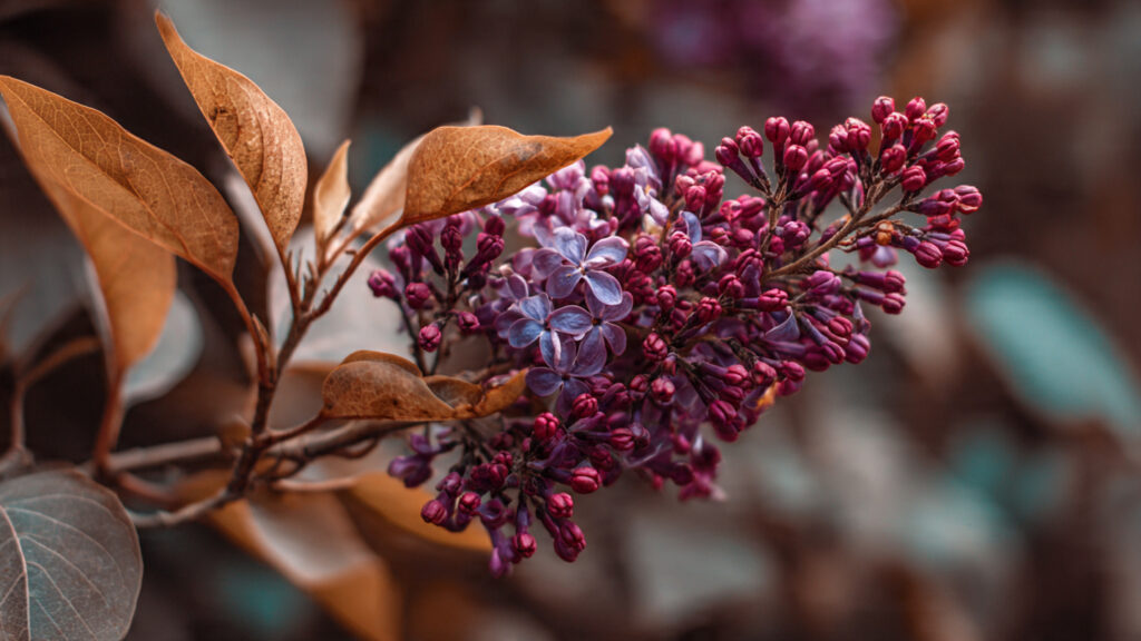 Is Your Lilac Plant Trying to Tell You Something with Brown Edges on Its Leaves?
