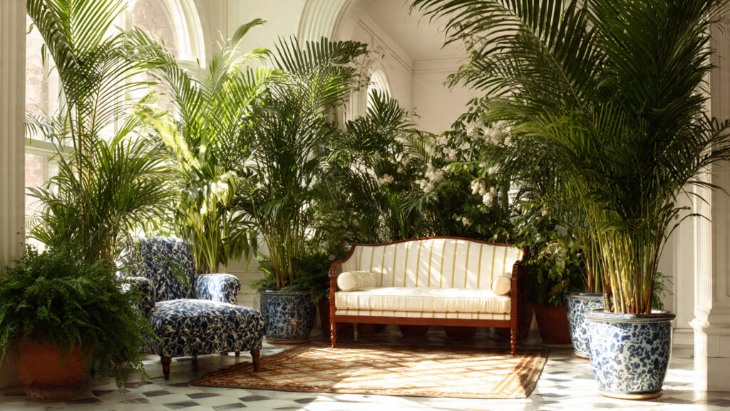 Is Your Majesty Palm the Right Fit for Indoor Spaces?