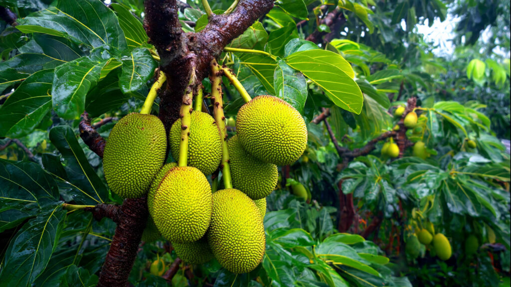 Jackfruit Tree Grafting | Fast & Easy Guide for Home Gardeners (1200 Words)