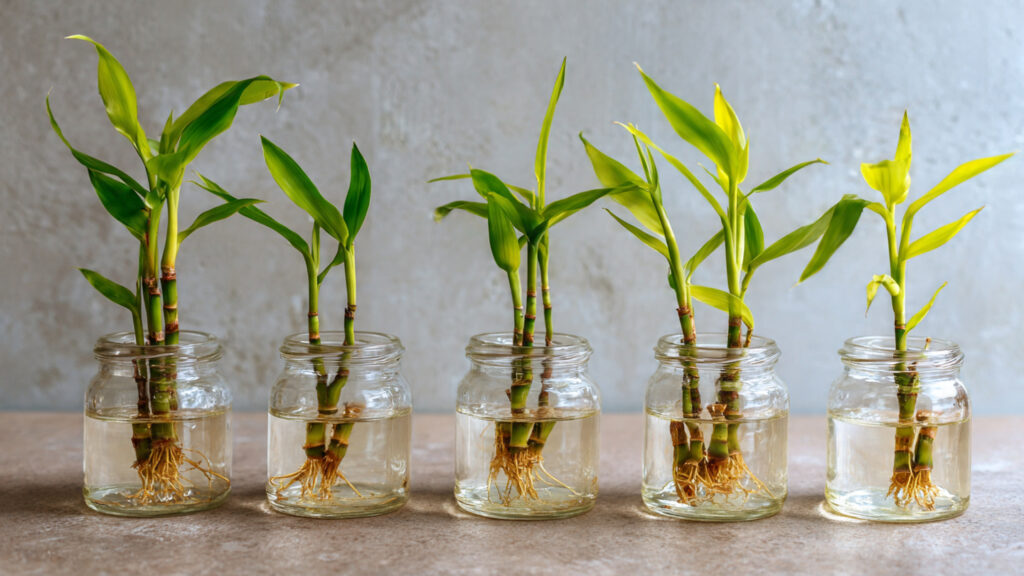 Lucky Bamboo Propagation: Water Method Made Simple