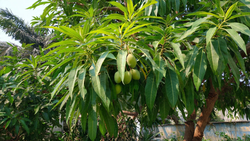 Mango Multiple Grafting Explained: Complete Guide to 4-in-1 Mango Tree Grafting for High Yield