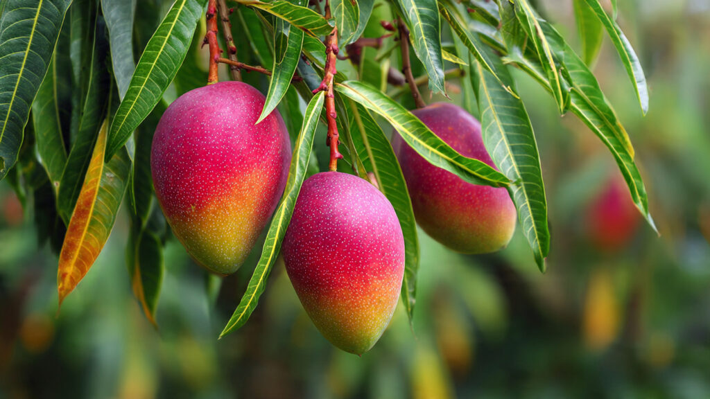 Mango V Grafting Technique: Complete Step-by-Step Guide for High Success and Early Fruiting