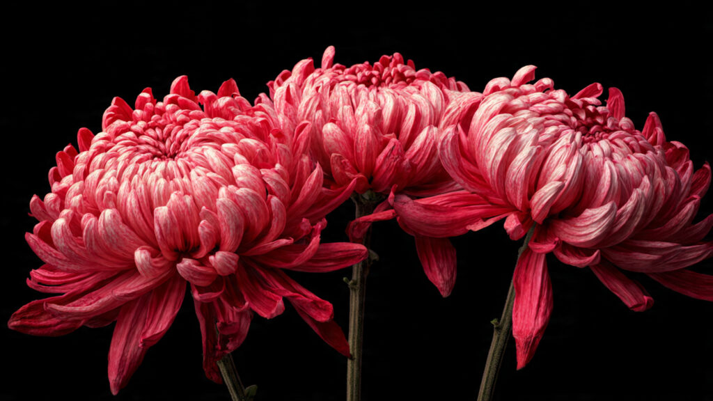 Mastering the Art of Growing Chrysanthemum Early Buds for a Stunning Bloom Display
