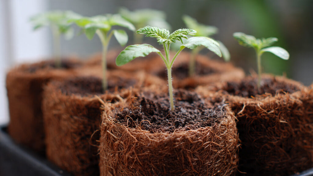Milk and Coconut Coir: A Super Easy and Effective Way to Grow Healthy Plants