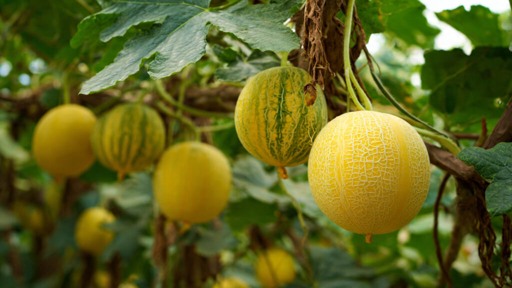 Mistakes to Avoid When Planting Yellow Melons for Large, Sweet Fruit