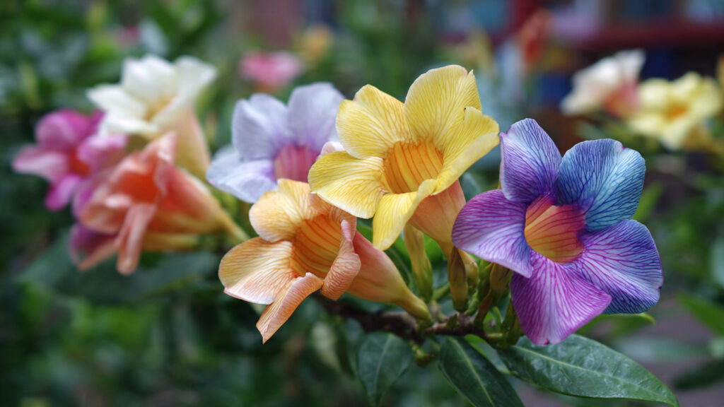Multiple Colours Grafting on Allamanda | Grow Rainbow Allamanda on One Plant