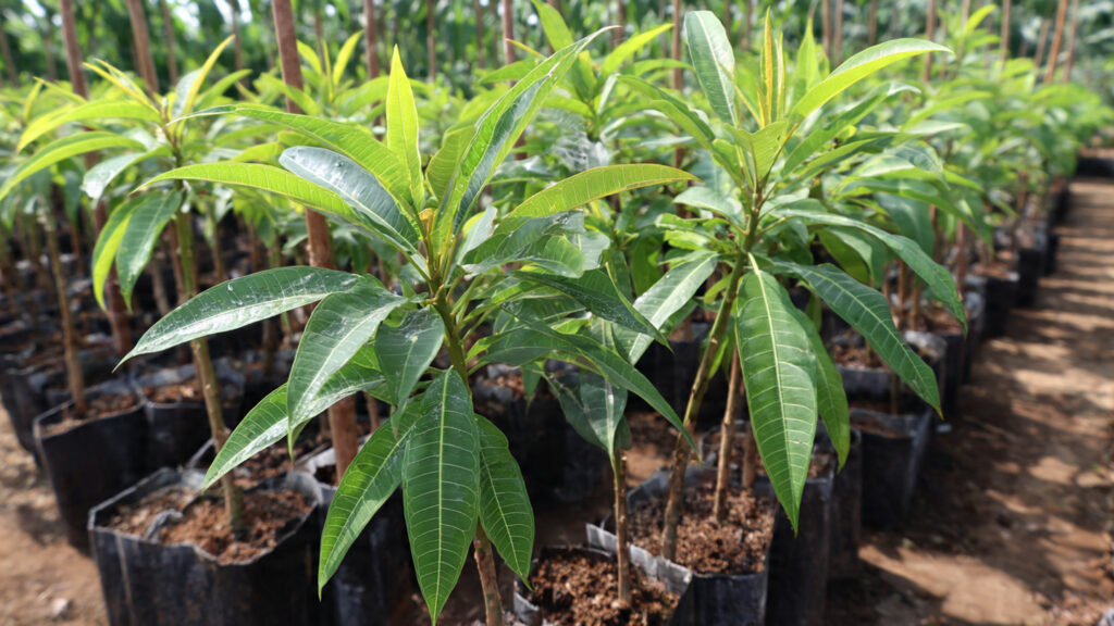 Next-Generation Mango Propagation: A New Idea to Grow Mango Trees Faster, Stronger & Fruitful