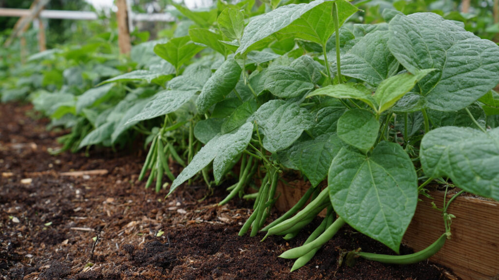 No Care Needed – How I Built My Dream High-Yield Cowpea Garden