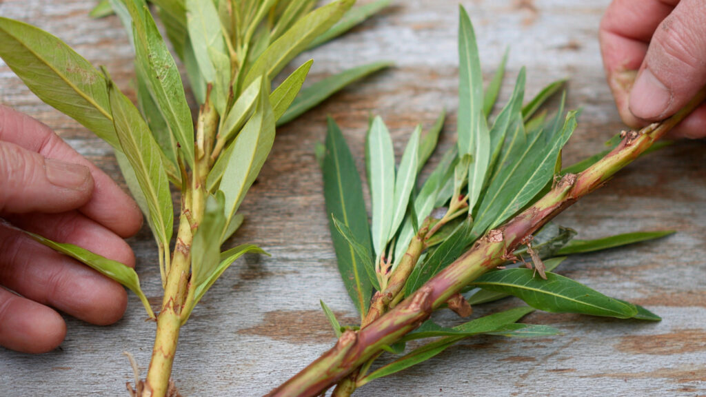 Oleander Cutting Propagation Explained: Complete How-To Guide for Fast Rooting and Healthy Plants
