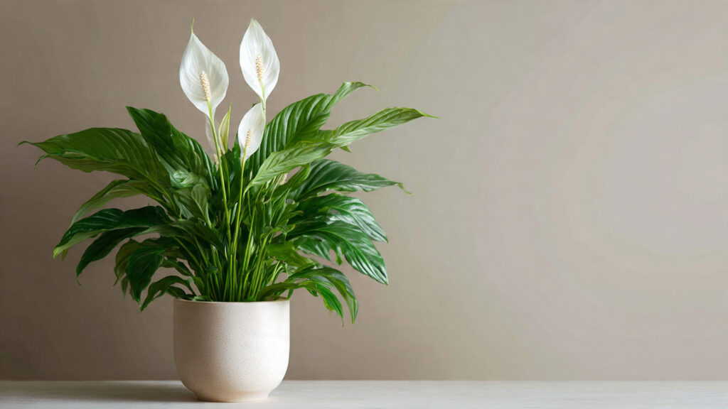 Peace lily outgrowing its pot? Here's when and how to repot it