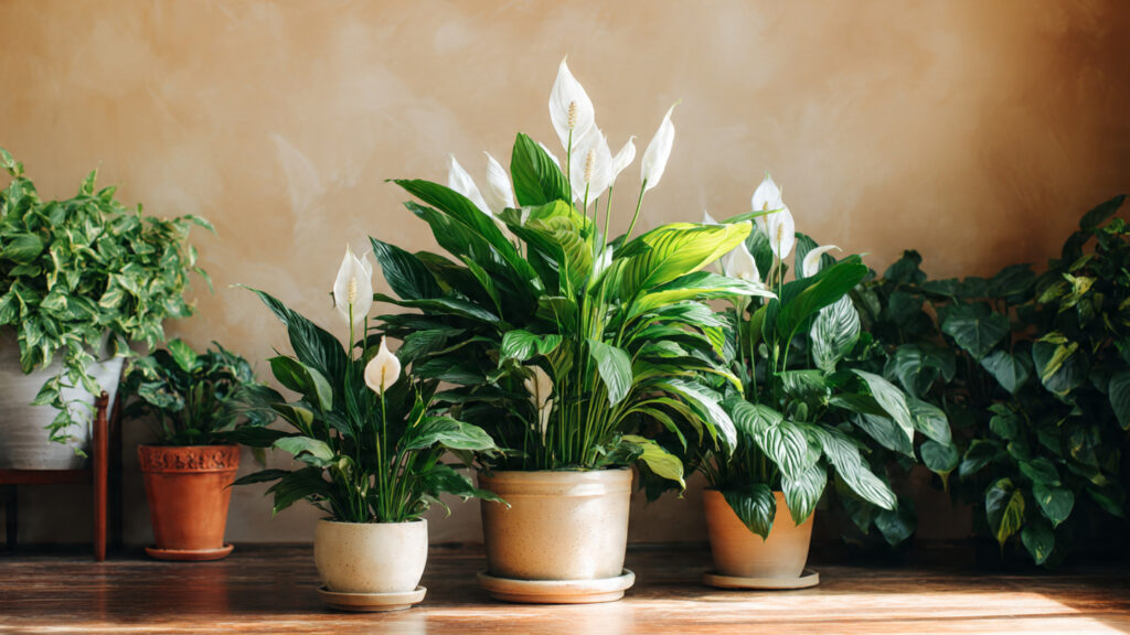 Peace Lily Outgrowing Its Pot? When & How to Repot for Bigger, Healthier Growth