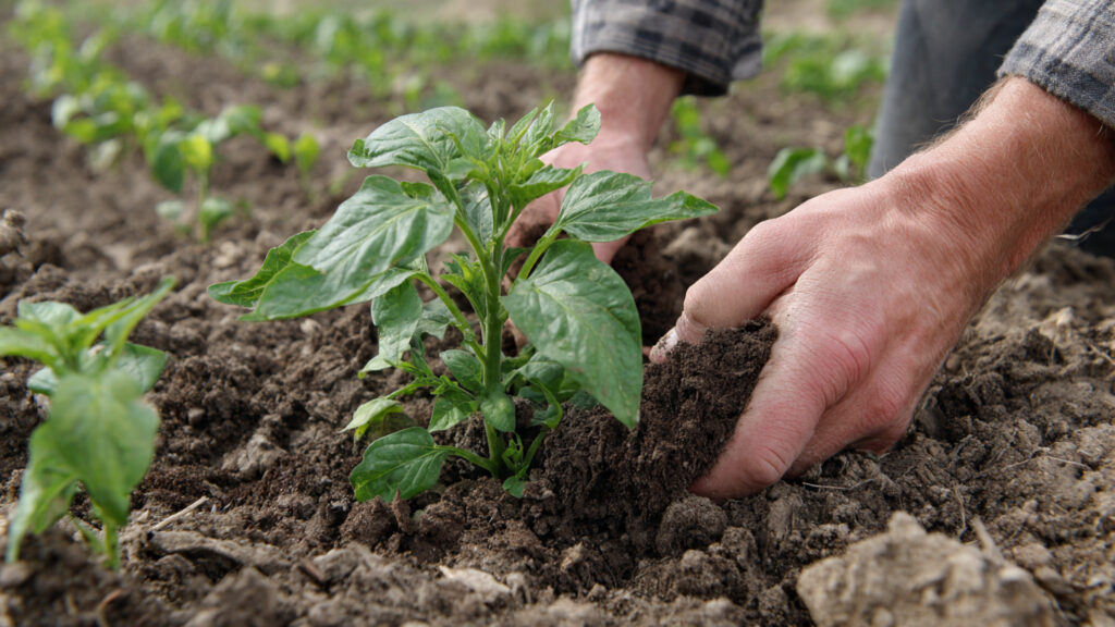 Perfect Soil, Better Harvest: How to Prepare Soil and Add Fertilizer Correctly for Maximum Yields