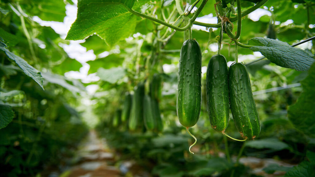 Proven Tips to Grow Cucumbers for Maximum Fruit and High Yield