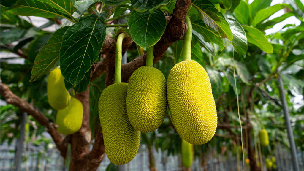 Revolutionary Jackfruit Grafting Ideas: Smart Techniques to Grow Faster, Stronger & High-Yield Jackfruit Trees