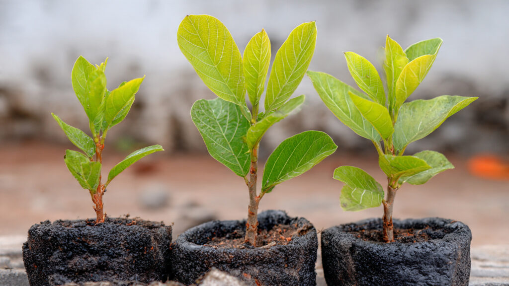 Revolutionary Techniques: New Methods for Grafting Guava Trees for Faster Growth & Better Yield