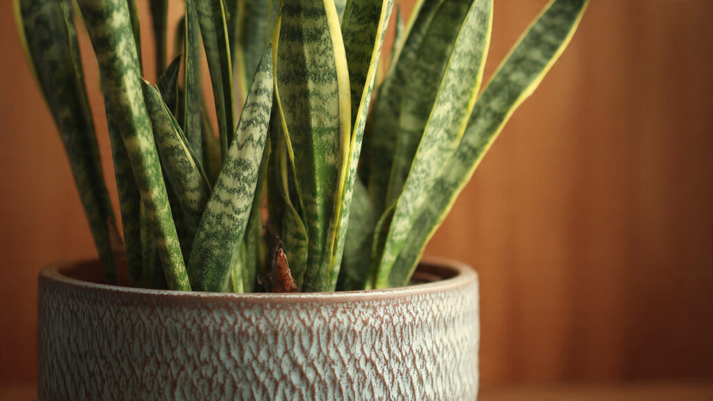 Sansevieria – Care and Botanical Secrets: The Plant That Purifies Your Home’s Air