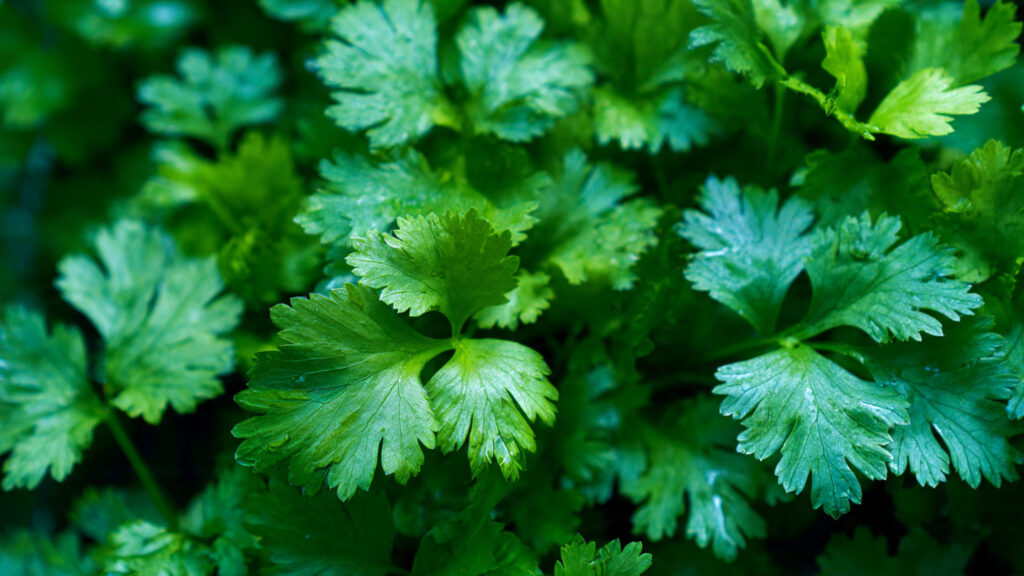 Secrets to Cultivating Lush Coriander Leaves in Your Garden Without Complicated Methods