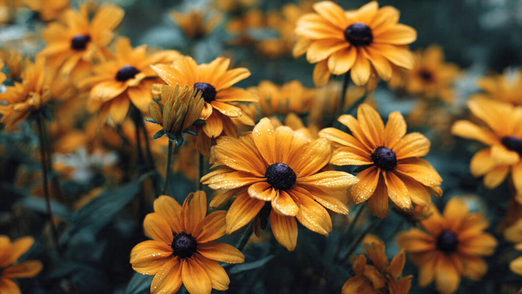 Should You Grow Rudbeckia Summer Flowers for a Vibrant Garden?