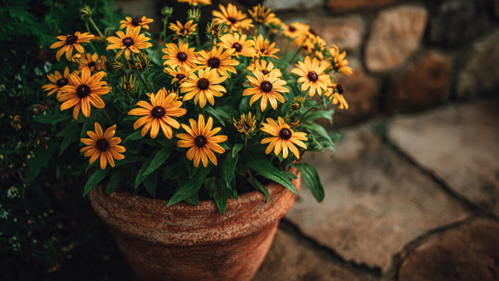 Should You Try the Best Method to Grow Black-Eyed Susans in Pots?