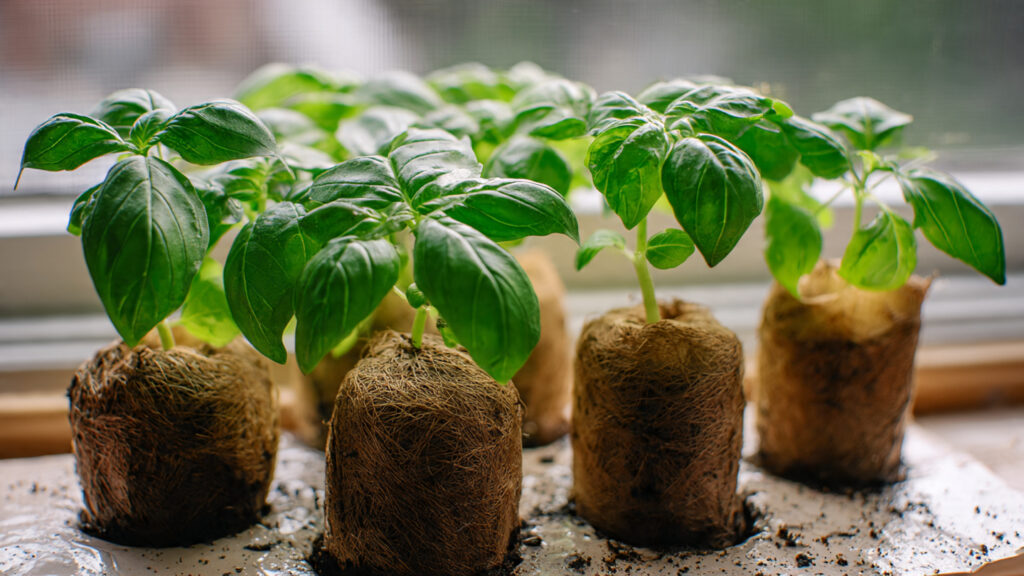 Simple Guide to Growing Basil From Cuttings at Home