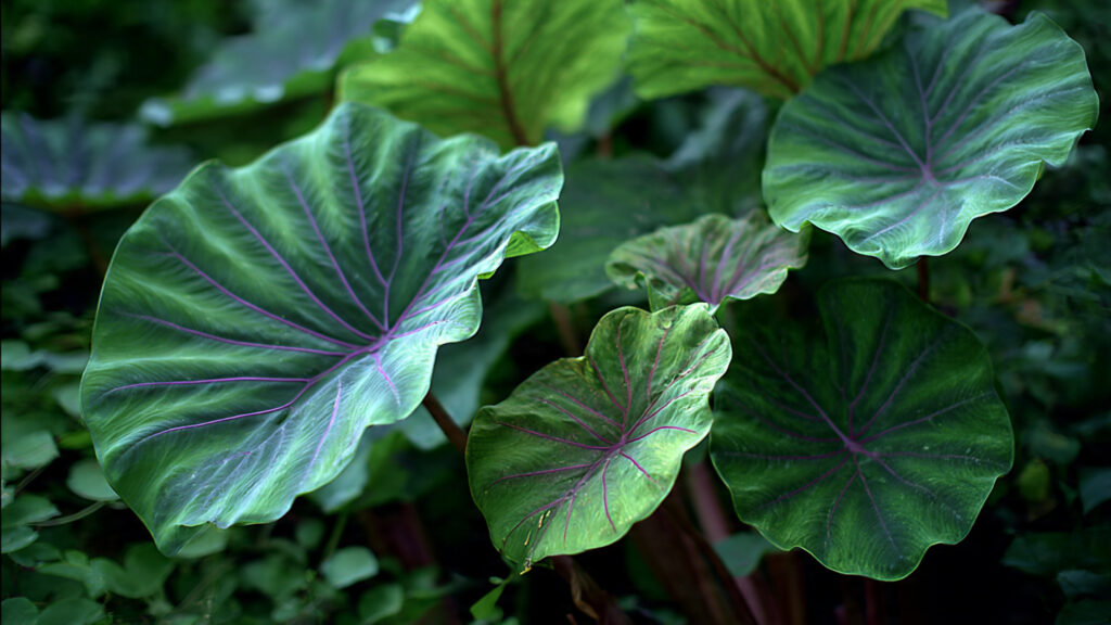 Simple Guide to Successfully Grow Colocasia in Moist Garden Areas for Beautiful Foliage