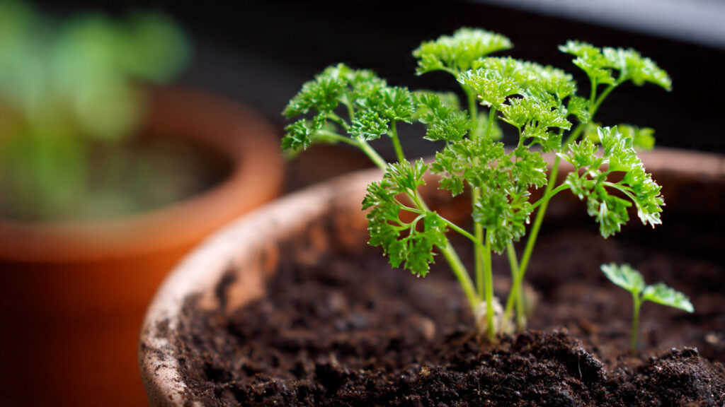 Simple Steps for Effortless Germination of Parsley Seeds at Home