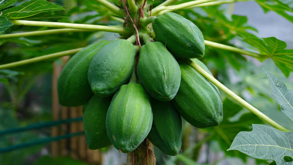 Simple Steps for Growing Papaya in a Pot for Beginners Without Any Complications