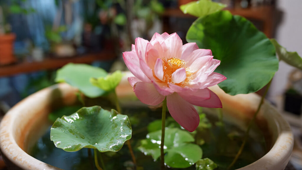 Simple Steps to Successfully Grow Lotus in a Tub for Beginners