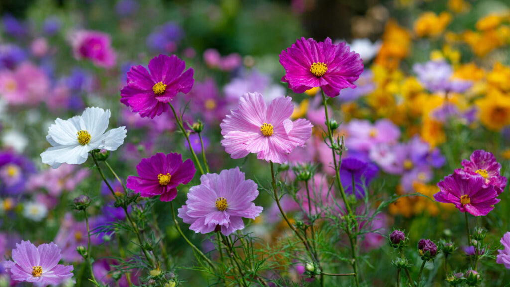 Simple Strategies for Cultivating Tall Cosmos Varieties in Your Garden