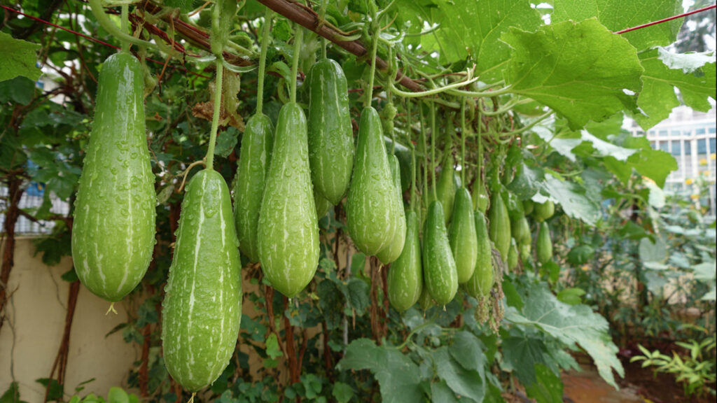 Simple Techniques for Growing Straight Ridge Gourd Fruits with Minimal Effort