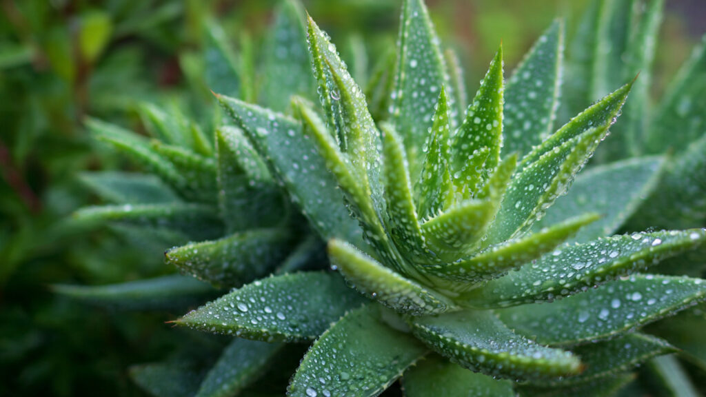 Simple Techniques for Successfully Growing Aloe Shrubs in Your Garden Beds