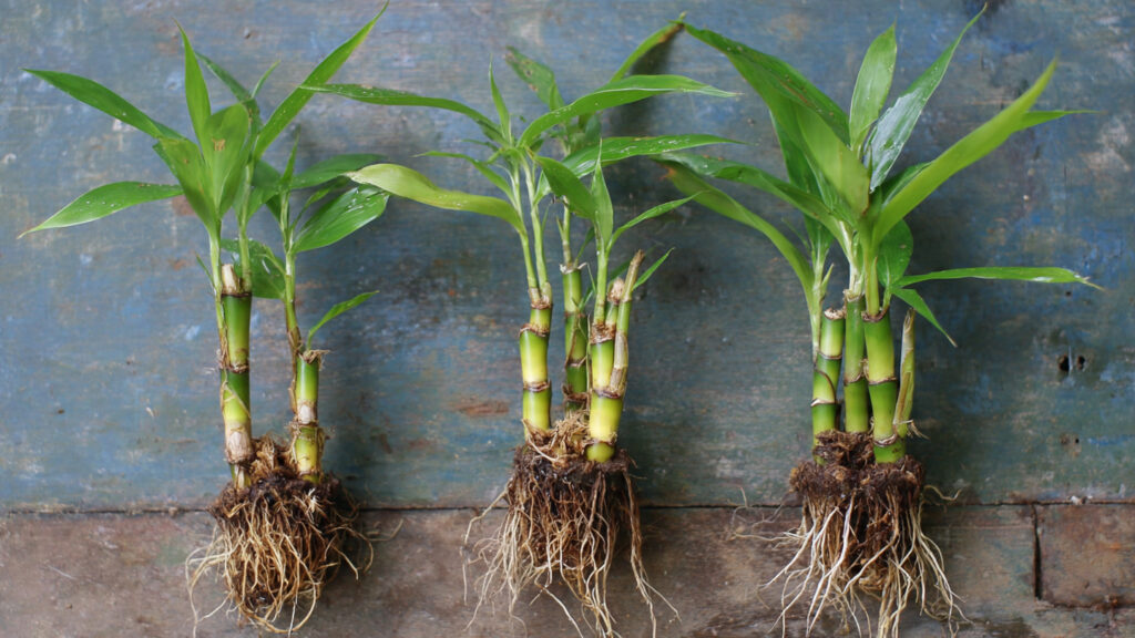 Simple Trick to Propagate Bamboo From Cuttings for Amazing Growth