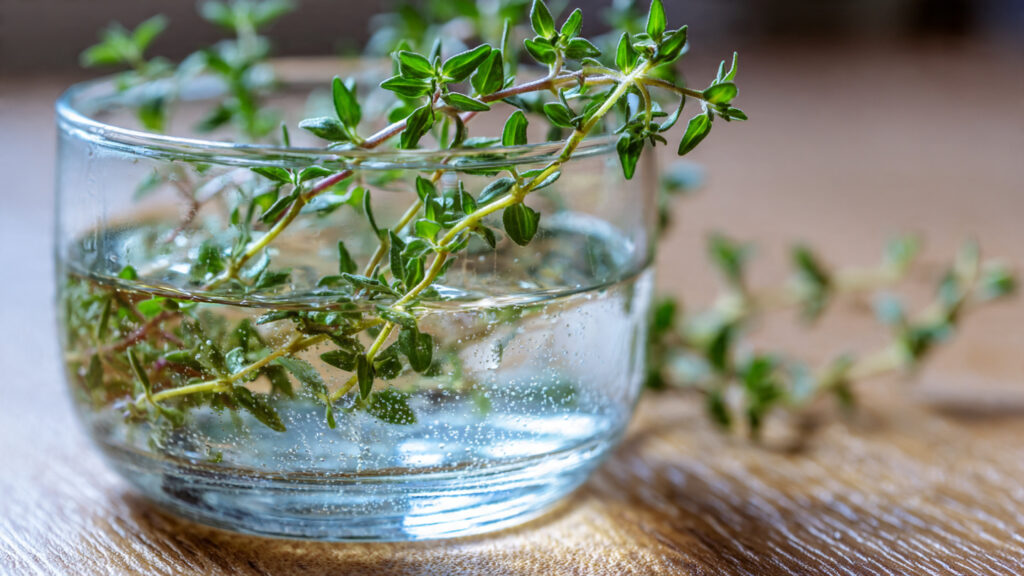 Simple Trick To Root Thyme Cuttings Easily Using Water Method